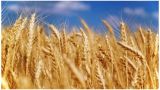Правительство России отменило экспортную пошлину на пшеницу