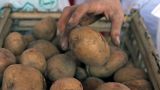 Голландия продала Украине картофель, который подлежал утилизации