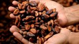 Паника на рынке какао: цены достигли максимума с 1977 года