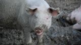 Африканская чума свиней свирепствует на Балканах