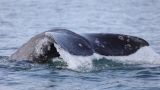 Серые киты вернулись в Кроноцкий залив на Камчатке