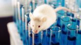 Круг замкнулся: в подпольной биолаборатории в Калифорнии нашли ковидных мышей