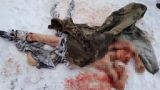 Страшная смерть: под Астраханью стая собак загрызла мужчину