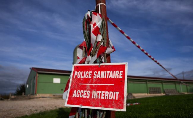 Эпидемия в Европе: погибло полтора миллиона животных