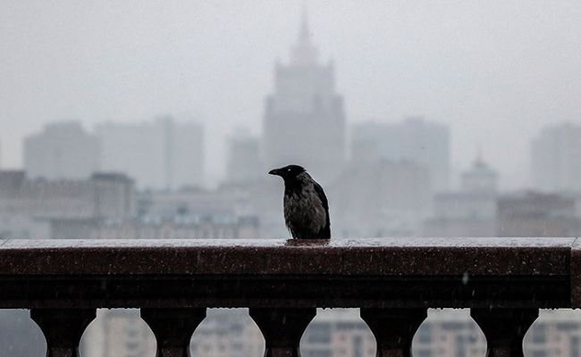 Гидрометцентр: 2 сентября в Москве до +23 градусов, дождь
