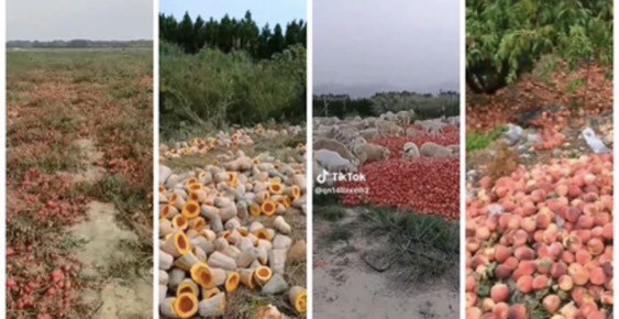 «Покажем Санду наши помидоры!»: более тысячи хозяйств могут обанкротиться в Молдове