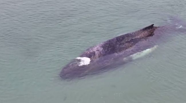 В Германии горбатый кит застрял на мелководье — видео В Германии горбатый кит застрял на мелководье — видео