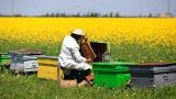Румынским пчеловодам мешает фальшивый мед с Украины и из Южной Америки