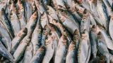 Итоги путины в Абхазии: ни один килограмм рыбы не попадает в Турцию