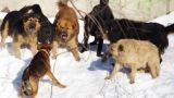 В Волгограде стая собак напала на школьницу