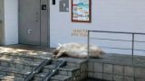 Столичные ухаживания: москвичка нашла у подъезда целую свиную тушу. Фото