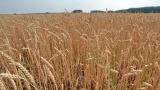 Казахстан увеличил поставки пшеницы в Азербайджан в пять раз