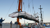 Япония объявила о возобновлении китобойного промысла