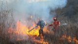 В районах Приморского края из-за лесных пожаров введен режим ЧП