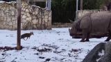 В зоопарке Вроцлава карликовый олень напал на носорога — видео