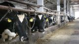 Украинская молочная отрасль на грани краха — цены на газ не по карману