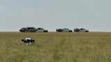 В Казахстане борются с саранчой при помощи беспилотников