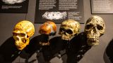 Люси и Селам: в Праге впервые показали останки человека возрастом более 3 млн лет