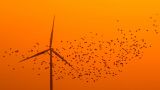 Зеленые киловатты рубят сплеча: в Нидерландах ветряки убивают десятки тысяч птиц