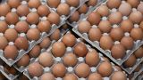 ФАС возбудила дело против производителей яиц в Волгоградской области