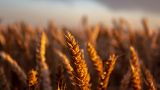 На базе объединения БРИКС создадут зерновую биржу