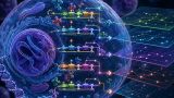 В Израиле научились использовать клетки человека как компьютерные чипы