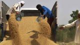 США просят Индию не усугублять глобальный дефицит пшеницы