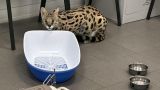 Polish border guards detained a Ukrainian woman transporting a serval disguised as a cat