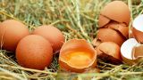 Золотые яйца: правительство ожидает снижения цен на продукцию и мясо курицы