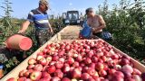 Власти Белоруссии ввели ограничения на вывоз сельхозпродукции