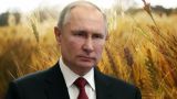По прогнозам Путина, урожай зерна в России в этом году может превысить 130 млн тонн