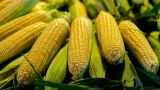 Китай отказывается от украинской кукурузы