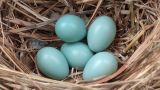 Белорусов будут кормить голубыми и зелеными яйцами