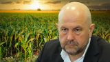 Экономия на субсидиях: В Молдавии запретят выращивать нерентабельную кукурузу