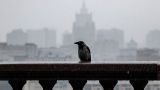 Гидрометцентр: 2 сентября в Москве до +23 градусов, дождь