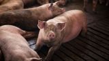 Китай может ввести антидемпинговые меры в отношении свинины из ЕС