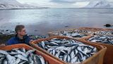 Литву обеспокоил рыбный промысел России в Балтийском море