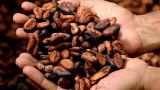 Bloomberg: Россия спасла мировой рынок какао от перепроизводства
