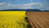 Премьер Украины рассказал, как будет проходить распродажа сельхозземель