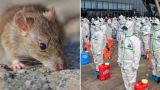Пандемия взбесила крыс: грызуны стали агрессивнее — исследование