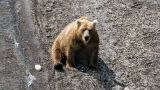 В Хабаровском крае медведь убил человека