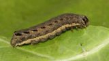 Опасная гусеница грозит уничтожить астраханские луга и озимые