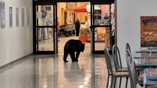 "Putin, stop it!" — a bear has infiltrated a US military base in Alaska