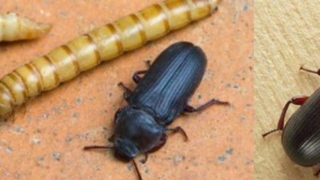Мучной хрущак куколка. Личинка мучного хрущака. Жук хрущак личинка. Малый мучной хрущак. Черный жук мучной хрущак.