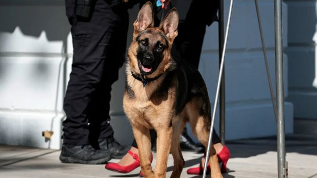 Commander, US President Joe Biden’s Dog, Bit Secret Service Agent at White House: 11th Known Case of German Shepherd Bites