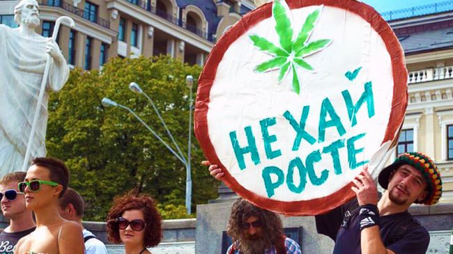 новости о марихуане и медведях